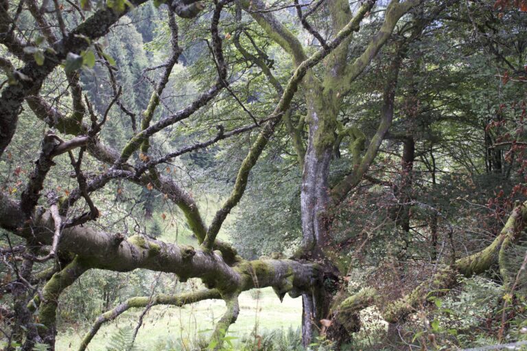 Einlass in die Tiefe des Grün - Schwarzwald