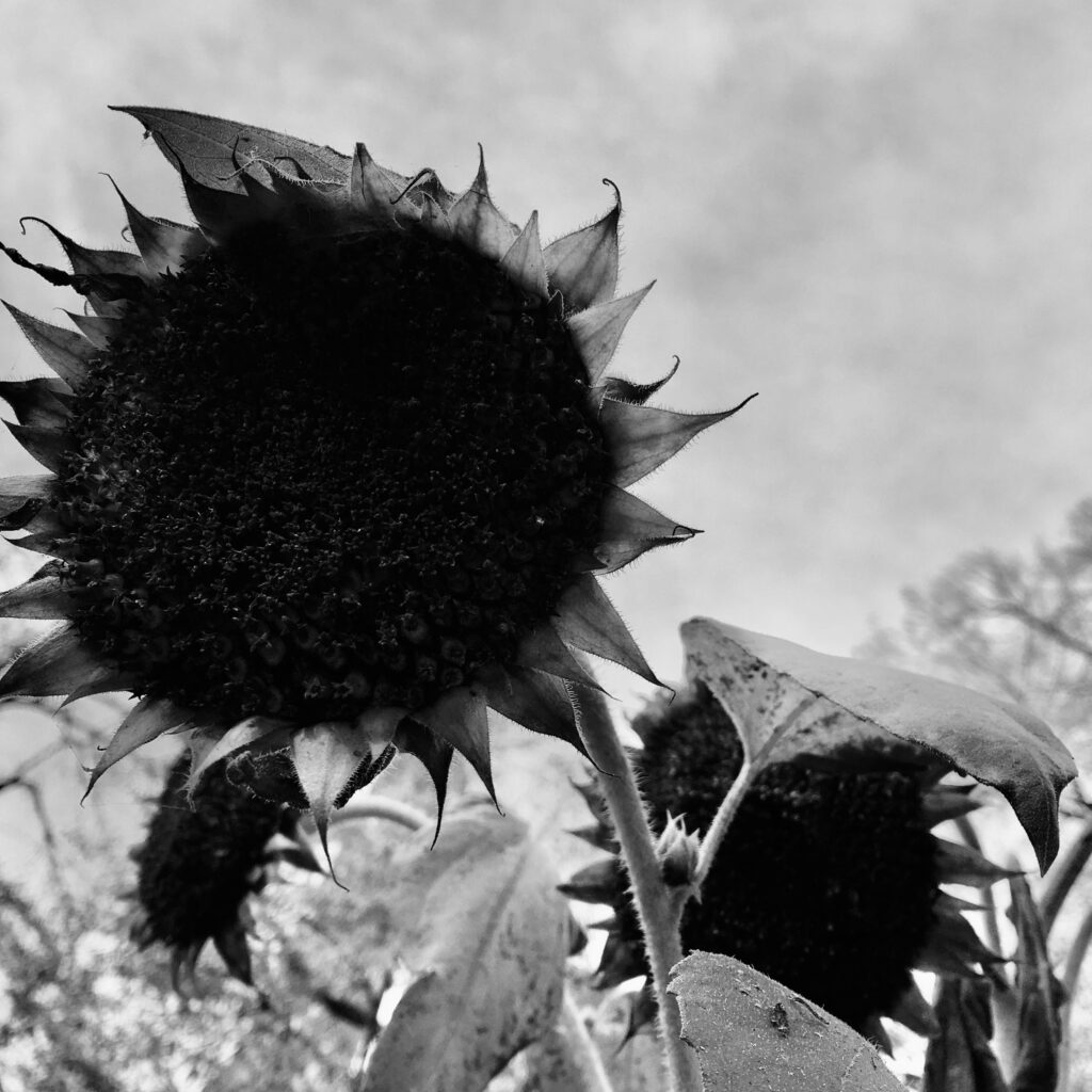 Nahaufnahme schwarz-weiss Sonnenblume